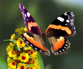 Un amour sincère, basé sur la confiance, le respect et la complicité.